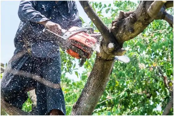 tree services Sheboygan Falls